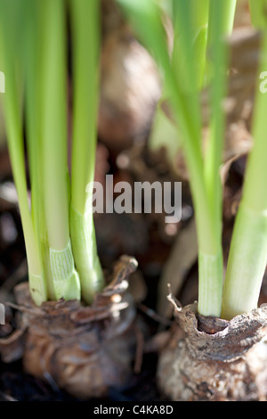 La germogliazione daffodil lampadine Foto Stock