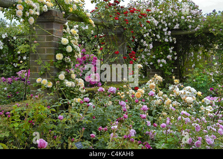 Giardino paesaggistico immagine piena parte superiore a quella inferiore di colorati Rose. Un ideale calendario immagine Foto Stock