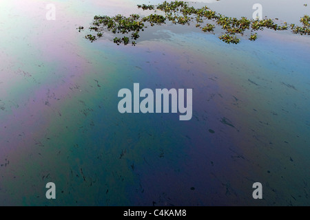 Olio di inquinamento e giacinto di acqua nelle backwaters di Alleppey (Alappuzha), Kerala, India Foto Stock