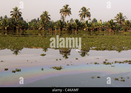 Inquinamento nelle backwaters di Alleppey (Alappuzha), Kerala, India Foto Stock