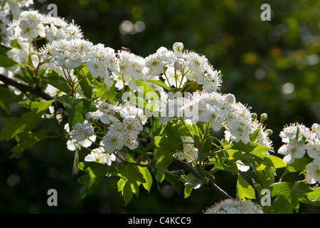 Un albero di biancospino e pieno di sole fiore Foto Stock