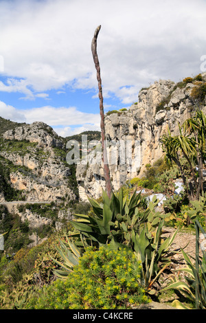 Agave in Giardino Botanico a Eze Cote d Azur tra Nizza e Monaco Francia Foto Stock