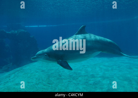 Un delfino nuota attraverso un pool in corrispondenza di Siegfried & Roy's Secret Garden e in quanto habitat naturale dei delfini, nel Mirage Hotel in Las Vegas. Foto Stock