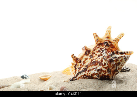 Conchiglie sulla sabbia,isolati su sfondo bianco. Foto Stock