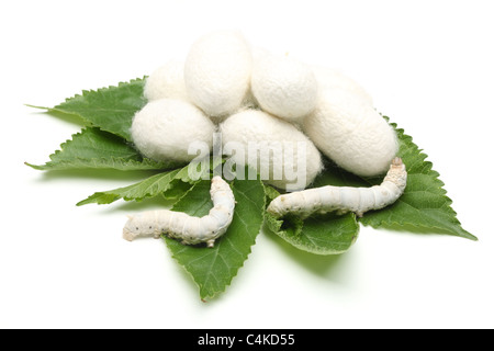 Bozzoli di seta con seta Worm su Verde foglia di gelso.isolato su bianco. Foto Stock