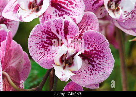 Dettaglio di un ibrido di fiori di orchidea rosa macchiato viola Foto Stock