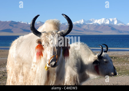 Yak presso la banca di un lago azzurro in Tibet Foto Stock