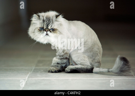 L'Himalayan Cat - Florida, Stati Uniti d'America Foto Stock