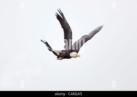 Aquila calva; Haliaeetus leucocephalus; in volo; captive bird Foto Stock