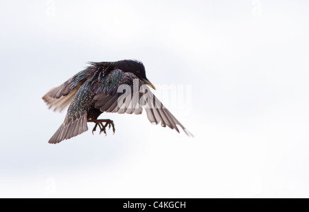 Adulto Starling in volo Foto Stock