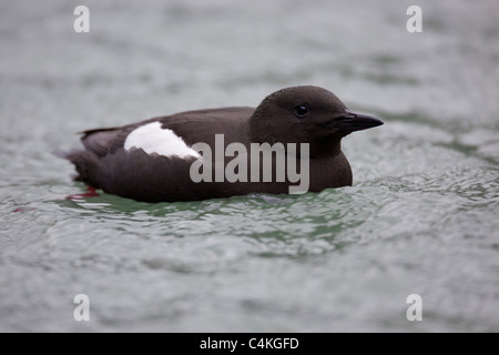 Black Guillemot; Cepphus grylle; Galloway; Scozia Foto Stock