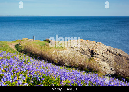 Bluebells; Hyacinthoides non scripta; alla Prussia Cove; Cornovaglia; Warspite memorial sul bordo scogliera Foto Stock