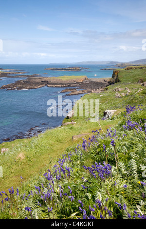 Bluebells; Hyacinthoides non scripta; sulla lunga; Isole Treshnish; Scozia Foto Stock