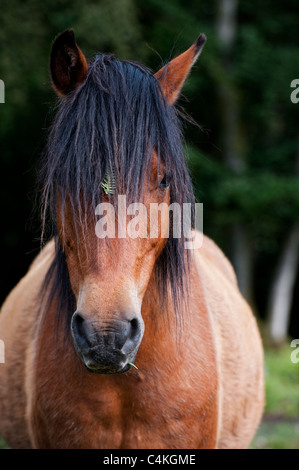 Marrone castagna New Forest Pony Foto Stock