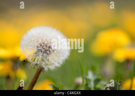 Tarassaco; Taraxacum officinale; seme head Foto Stock