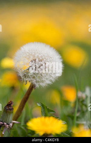 Tarassaco; Taraxacum officinale; seme head con bud e fiore Foto Stock