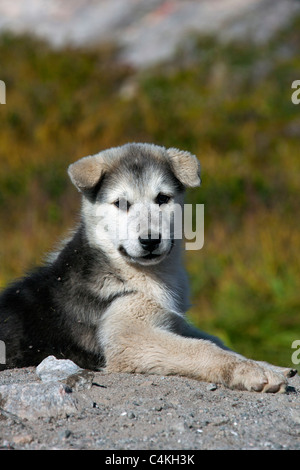 La Groenlandia cane (Canis lupus familiaris), slitta cane pup, Ilulissat, West-Greenland, Groenlandia Foto Stock