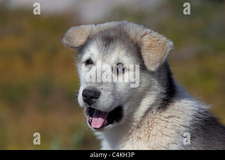 La Groenlandia cane (Canis lupus familiaris), slitta cane pup, Ilulissat, West-Greenland, Groenlandia Foto Stock