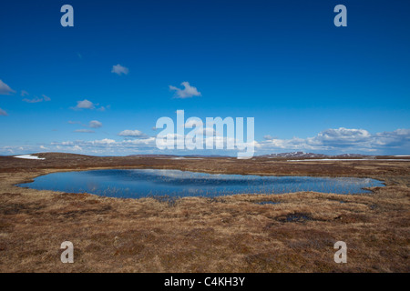 Stagno in brughiera al plateau Flatruet, Härjedalen, Svezia Foto Stock