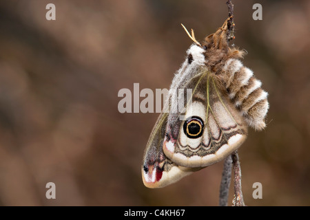 L'imperatore Moth; Saturnia pavonia; femmina Foto Stock