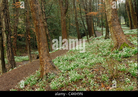 Snowdrops (Galanthus) cresce nel Rococo Gardens, Painswick, Gloucestershire, UK. Foto Stock