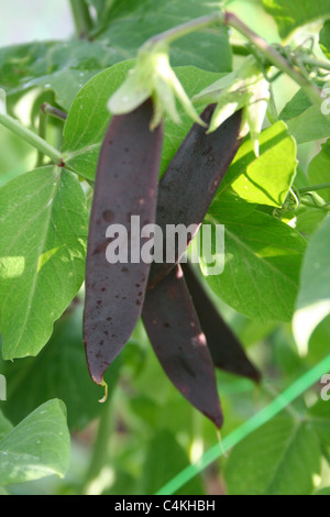 Viola taccole crescente sulla pianta. Chiamato anche purple podded piselli. Foto Stock