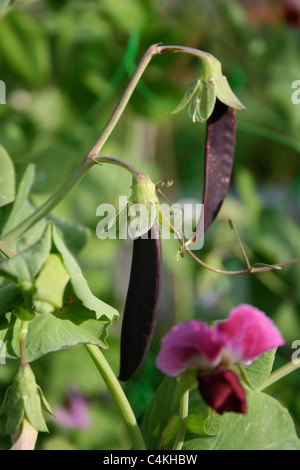 Viola taccole crescente sulla pianta. Chiamato anche purple podded piselli. Foto Stock