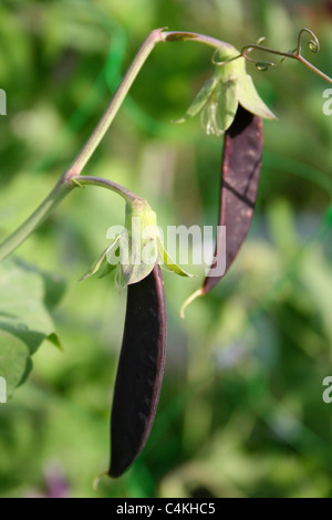 Viola taccole crescente sulla pianta. Chiamato anche purple podded piselli. Foto Stock