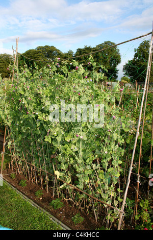 Viola taccole crescente sulla pianta. Chiamato anche purple podded piselli. Foto Stock