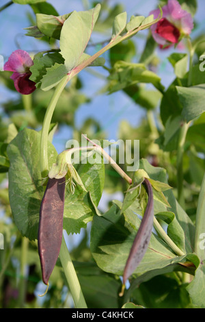 Viola taccole crescente sulla pianta. Foto Stock