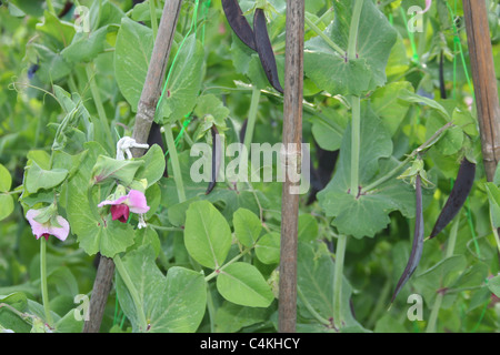 Viola taccole crescente sulla pianta. Foto Stock