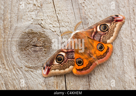 L'imperatore Moth; Saturnia pavonia; maschio Foto Stock