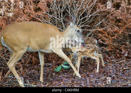 Femmina bianca-tailed deer (Odocoileus virginianus), toelettatura neonato cerbiatti. Foto Stock