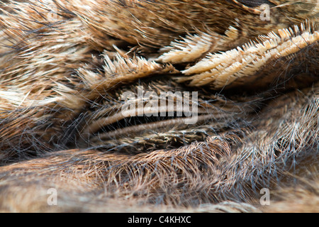 Frogmouth; ravvicinata di un occhio Foto Stock