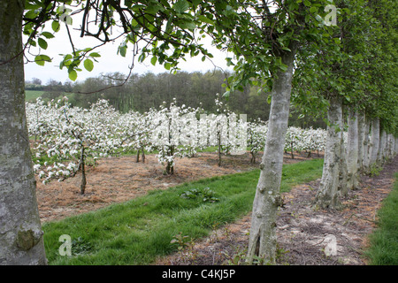 Meli in fiore in primavera in inglese orchard East Sussex England Regno Unito Foto Stock