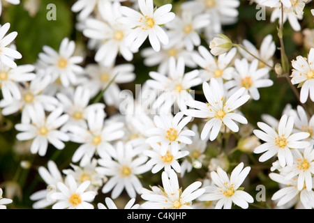 Maggiore Stitchwort; Stellaria holostea; in fiore Foto Stock