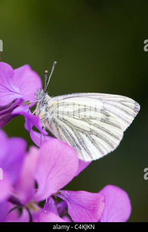 Verde bianco venato Butterfly; Artogeia napi; sul fiore Foto Stock