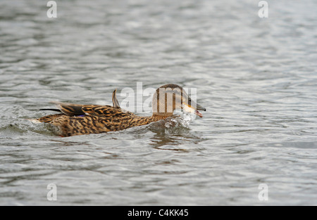 Femmina adulta Mallard duck mangiare un pezzo di pane. Foto Stock