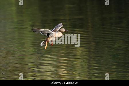 Donna Adulto Mallard preparare lo sbarco su un lago Foto Stock