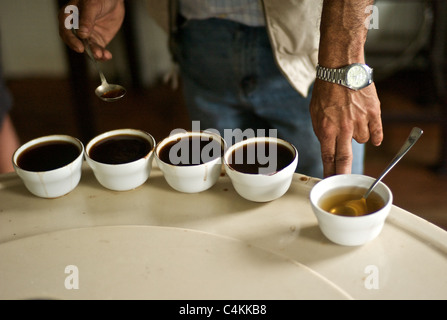 Degustazione di caffè a Finca Lerida piantagione e di Hotel (Panama) Foto Stock