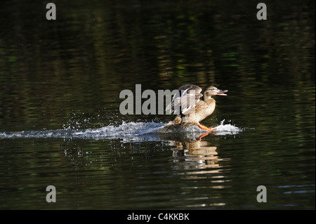 Donna Adulto Mallard sbarcano su un lago Foto Stock