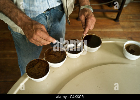 Degustazione di caffè a Finca Lerida piantagione e di Hotel (Panama) Foto Stock