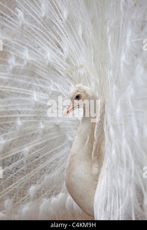Close up indiana di svasatura peafowl le sue piume Foto Stock