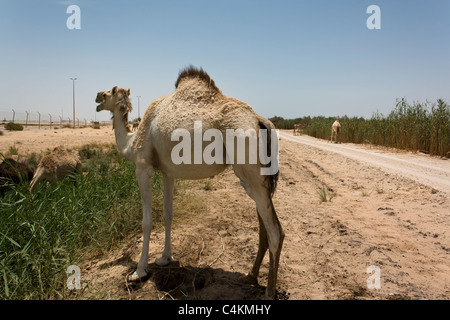 Dromedario, cammello arabo Camelus dromedarius, vicino Dammam provincia orientale dell'Arabia Saudita Foto Stock