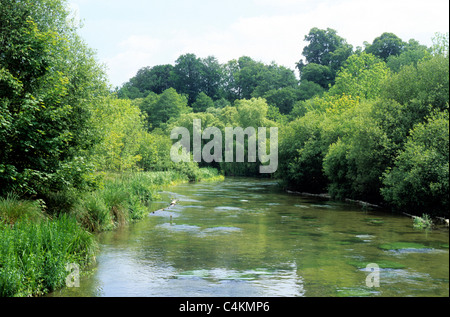 Fiume Itchen, Ovington, Hampshire Inghilterra Inglese Regno Unito fiumi verde valle valli Foto Stock