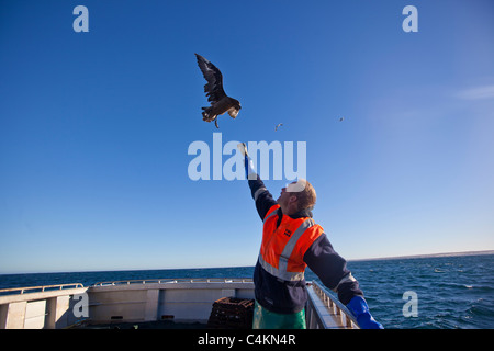 Cuneo-tailed Eagle prendendo il cibo dalla mano di un marinaio in mare su una barca a strascico in condizioni di luce diurna Foto Stock