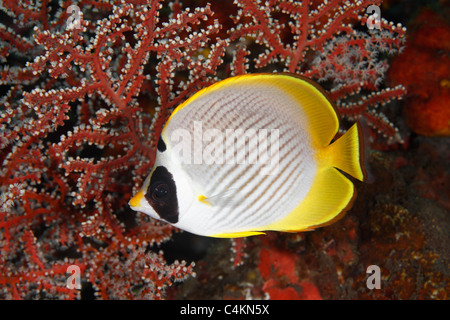 Un butterflyfish filippino, noto anche come un Eye-Patch o Panda Butterflyfish, Chaetodon adiergastos. Foto Stock