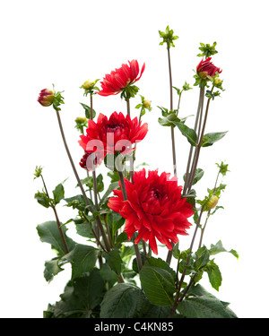 Bel rosso Fiore Dahlia stampa botanica. Fiori misura 7 cm di diametro. Foto Stock