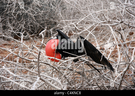 Grande Frigate Bird (maschio) nel corteggiamento a una colonia a North Seymour, isole Galapagos, Ecuador. Foto Stock