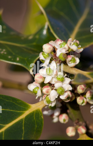 Holly; Ilex aquifolium; fiori Foto Stock